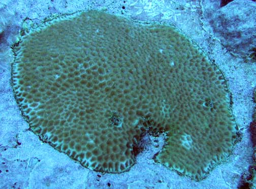  Goniastrea pectinata (Plating Brain Coral)